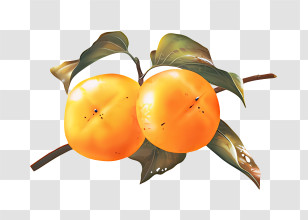 Fruit - Orange Exotic Fruit On Branch Transparent PNG