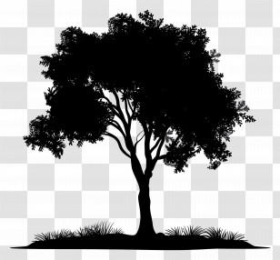 Tree Silhouette - Silhouette Of A Tree With Ground Texture Transparent PNG