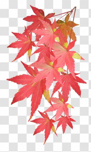 Leaf Haruka Shimotsuki - Vermont Fall Foliage 2012 Transparent PNG