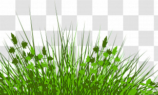 Grass Plant Green Vegetation Grass Family Transparent PNG