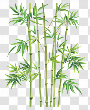 Bamboo - Green Bamboo Plants Illustration Transparent PNG