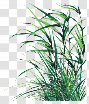 Grass - Lush Green Bamboo-Like Grass Illustration Transparent PNG