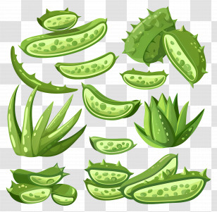 Aloe Vera Plants - Aloe Vera Plant Illustration With Sliced Pieces Transparent PNG