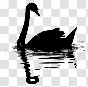 Swan Silhouette - Black Swan Silhouette On Water Transparent PNG