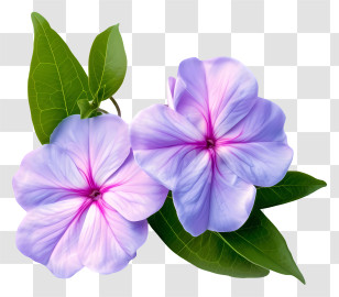 Flat Elegant Periwinkle Flower - Beautiful Purple Flowers With Green Leaves Transparent PNG