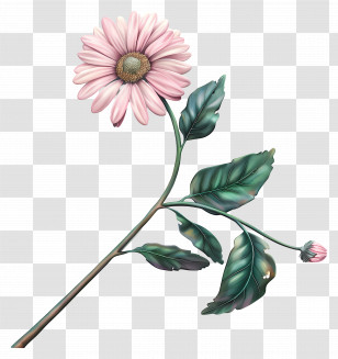 Transvaal Daisy - Pink Flower With Lush Green Leaves Transparent PNG