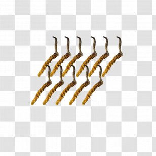 Cordyceps Caterpillar Fungus Bhutan Natural Herbal Tonic Transparent PNG