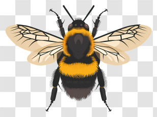 Bumblebee - Front View Of Realistic Cartoon Bee Illustration Transparent PNG