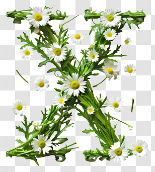 Floral Letter X - Floral Letter X With White Daisies Transparent PNG