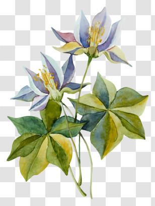 White Lilies - Watercolor Flowers With Green Leaves Transparent PNG