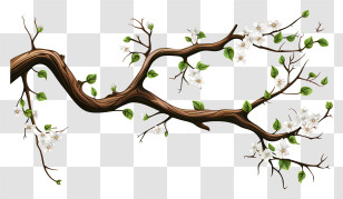 Sketch Style Tree Branch - Flowering Branch With White Blossoms Transparent PNG