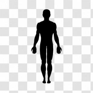 Silhouette SVG Animation Clip Art - Human Body - Standing Vector ...