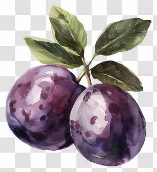 Plum - Realistic Watercolor Purple Plums With Leaves Transparent PNG