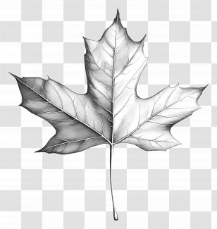 Leaf Drawing - Maple Leaf Sketch Transparent PNG
