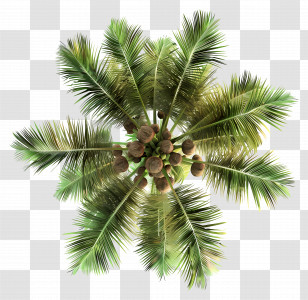 Coconut Tree Top View - Tropical Palm Tree Transparent PNG