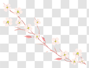 Cherry Blossom Tree - Cherry Blossom Branch Illustration Transparent PNG