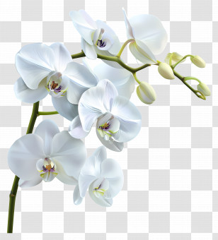 Orchid Flower - White Orchid Flower Branch Elegance Transparent PNG