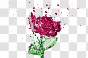 Pink Flowers Garden Roses Rose Water - Blume Mit Wassertropfen Transparent PNG