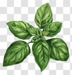 Basil Leaves - Realistic Green Basil Leaves Transparent PNG