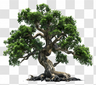 3d Oak Tree - Beautiful Bonsai Tree With Green Leaves Transparent PNG
