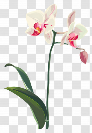 Orchids - White Orchid Flower Illustration Transparent PNG