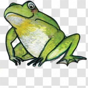 Clip Art True Frog Illustration Wine - Cartoon - Grenouille Transparent PNG