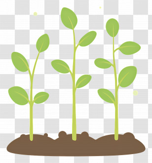 Growing Sprouts - Green Baby Seedlings In Soil Transparent PNG