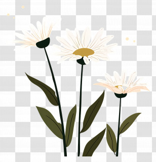 Flowers Daisy - Daisy Flowers Illustration Transparent PNG