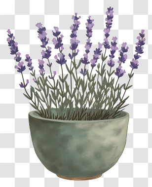 Lavender In Pot - Lavender Plant In A Rustic Stone Pot Transparent PNG