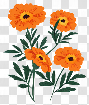 Marigold Flowers - Orange Flowers With Green Leaves Illustration Transparent PNG