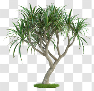 Dracaena - Decorative Ornamental Dragon Tree Art Transparent PNG