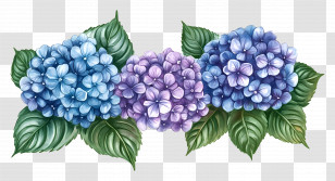 Hydrangea - Blue And Purple Hydrangea Arrangement Transparent PNG