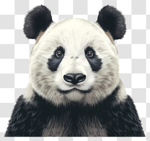 Panda - Giant Panda Wildlife Illustration Transparent PNG