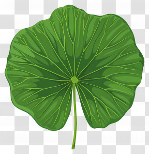 Lotus Leaf - Large Green Lotus Leaf Illustration Transparent PNG