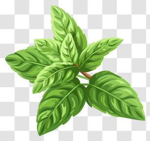 Peppermint - Bright Green Fresh Basil Leaves Transparent PNG