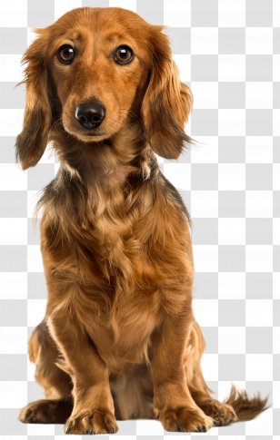 Golden Retriever German Shepherd Pug Puppy Clip Art - Dog Transparent PNG