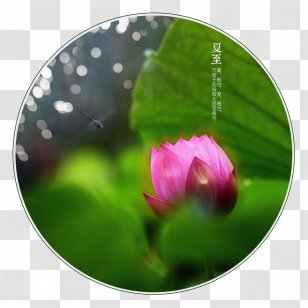Yushui Xiazhi Nelumbo Nucifera Solar Term Summer Solstice - Lotus Transparent PNG