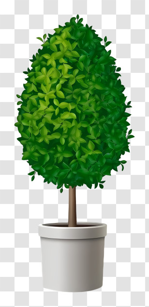 Bonsai Tree - Green Potted Plant Transparent PNG