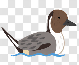 Bird - Duck Swimming In Water Transparent PNG