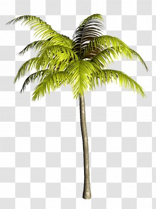 Asian Palmyra Palm Coconut Babassu Trees Clip Art - Attalea Speciosa Transparent PNG