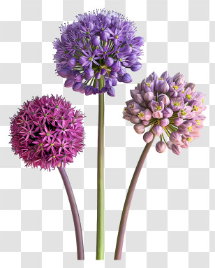 Allium Giganteum - Purple And Pink Allium Flowers Transparent PNG
