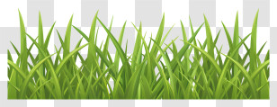 Spring Grass Border - Fresh Green Grass Blades In Nature Transparent PNG