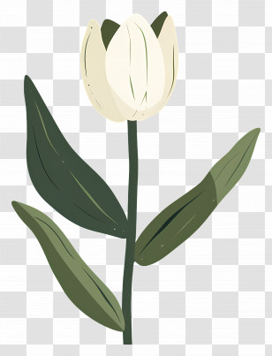 Single Flower - White Tulip Flower With Green Leaves Illustration Transparent PNG