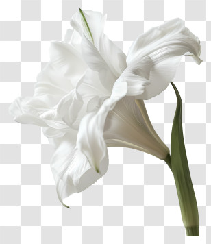 Funeral - Elegant White Lily Flower With Petals Transparent PNG