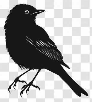 Bird Silhouette - Black Silhouette Of A Bird Design Transparent PNG