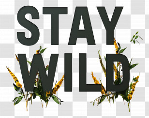 Stay Wild - Stay Wild Motivational Text Transparent PNG