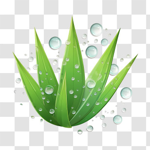 Aloe Vera - Green Aloe Vera Leaves Transparent PNG