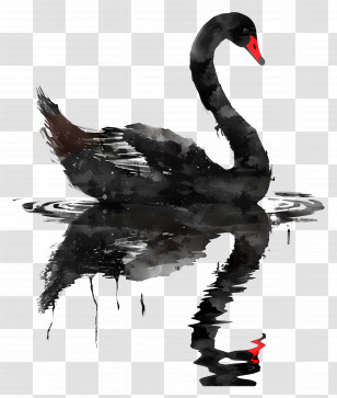 Black Swan - Black Swan With Water Reflection Art Transparent PNG