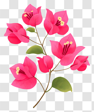 Bougainvillea Flower - Pink Flowers With Green Leaves Transparent PNG