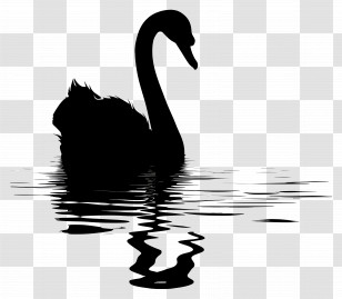Swan Silhouette - Black Swan Silhouette With Water Reflection Transparent PNG